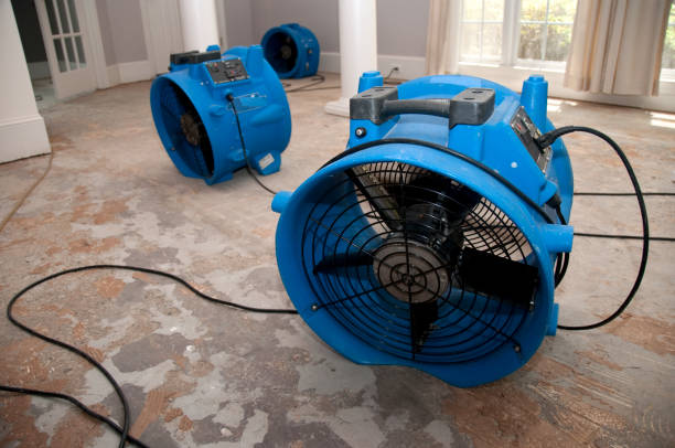 Best Mold removal after water damage  in Rutledge, TN
